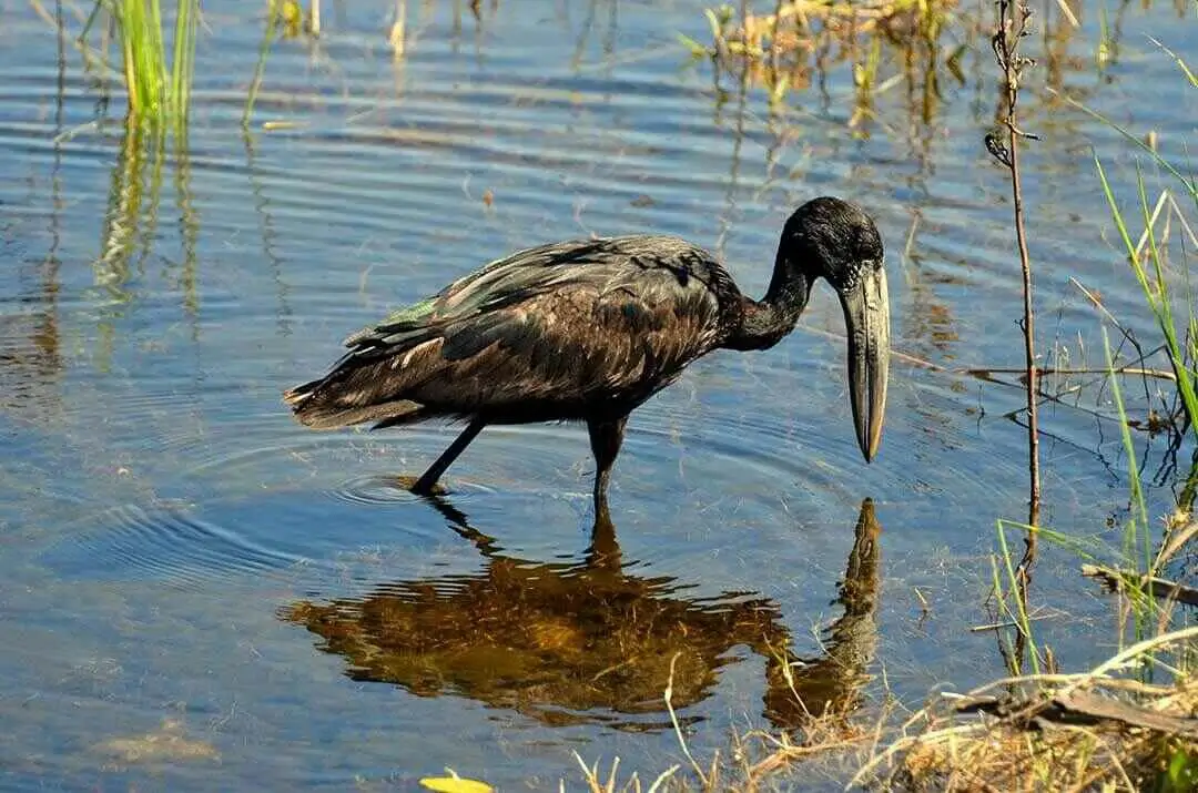 African Openbill Full